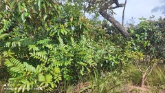 Simarouba amara, photograph (c) Thomaz Ricardo Favreto Sinani, some rights reserved (CC BY)