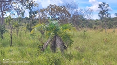 Syagrus comosa, photograph (c) Thomaz Ricardo Favreto Sinani, some rights reserved (CC BY)