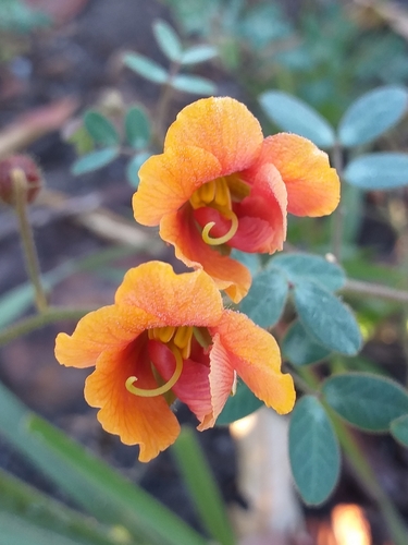 Chamaecrista fagonioides, 2026-04-25