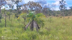 Syagrus comosa, photograph (c) Thomaz Ricardo Favreto Sinani, some rights reserved (CC BY)
