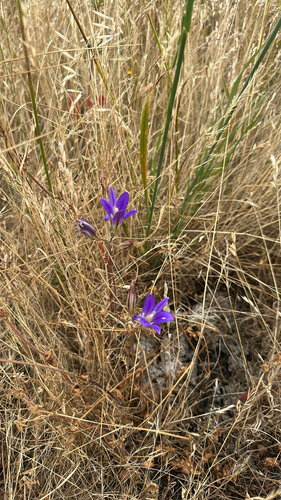 iNaturalist observation photo of harvest brodiaea