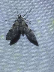 Clepsimelea phryganeoides