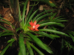 Guzmania lingulata