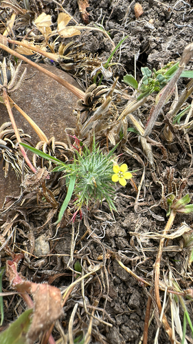 iNaturalist observation photo of Adobe Navarretia