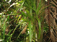 Guzmania nicaraguensis