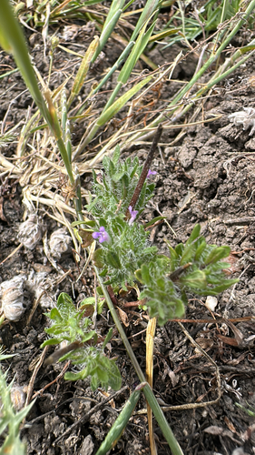 iNaturalist observation photo of Sacramento beardstyle