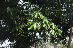 Sideroxylon persimile