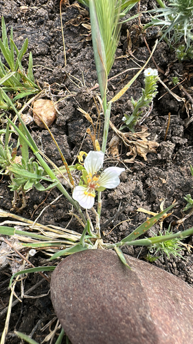 iNaturalist observation photo of Douglas' meadowfoam