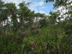 Ichnanthus inconstans