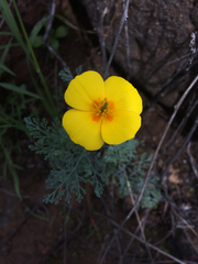 Eschscholzia ramosa
