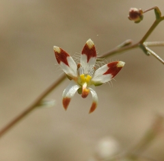 Nemacladus rubescens