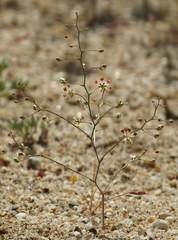 Nemacladus rubescens