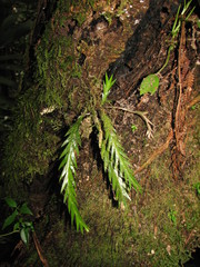 Lockhartia hercodonta