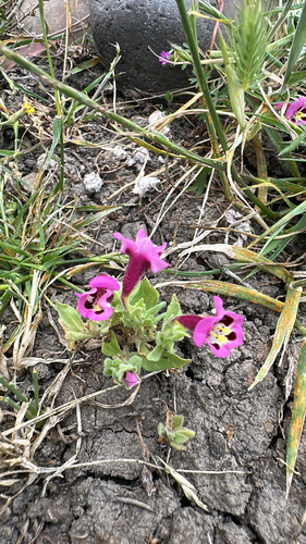 iNaturalist observation photo of tricolor monkeyflower