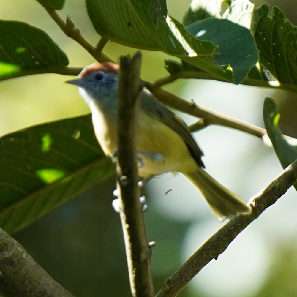 Rufous-crowned Greenlet (Hylophilus poicilotis), photo 7