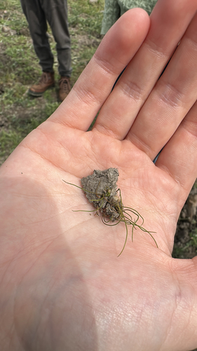 iNaturalist observation photo of Pillworts