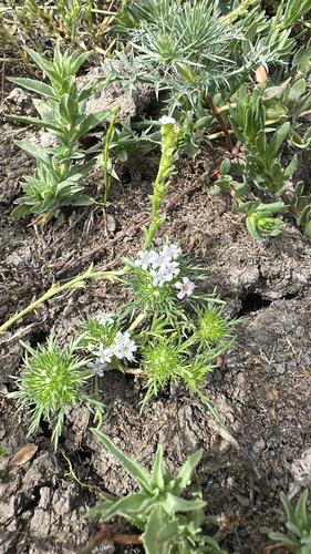 iNaturalist observation photo of whitehead navarretia