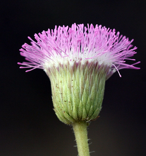 Hofmeisteria fasciculata
