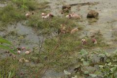 Sanguisorba tenuifolia