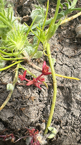 iNaturalist observation photo of Aquatic pygmyweed