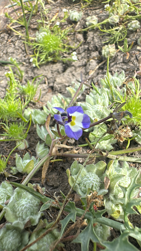 iNaturalist observation photo of Doublehorn Calicoflower