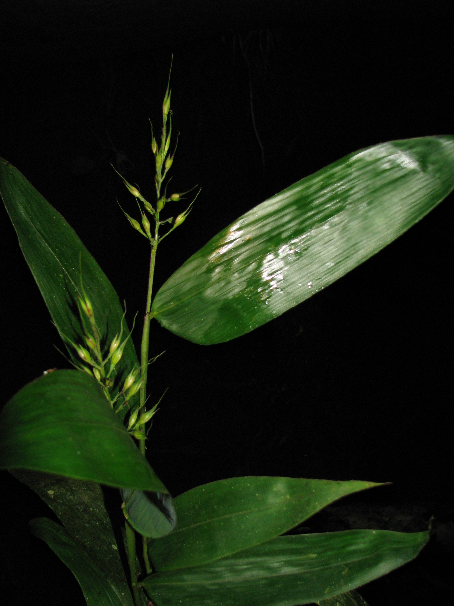 Olyra latifolia