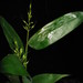Olyra latifolia - Photo (c) Jan Meerman,  זכויות יוצרים חלקיות (CC BY-NC), הועלה על ידי Jan Meerman