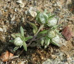 Stylocline micropoides