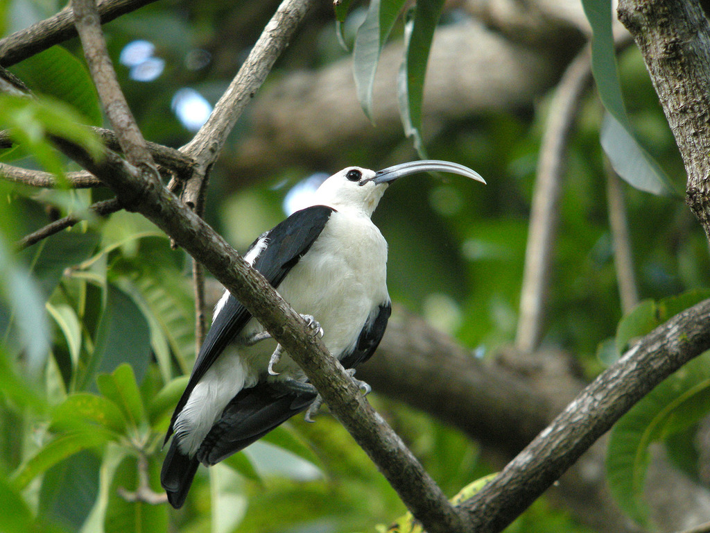 Falculea