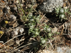 Stylocline micropoides