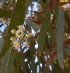 Eucalyptus fasciculosa