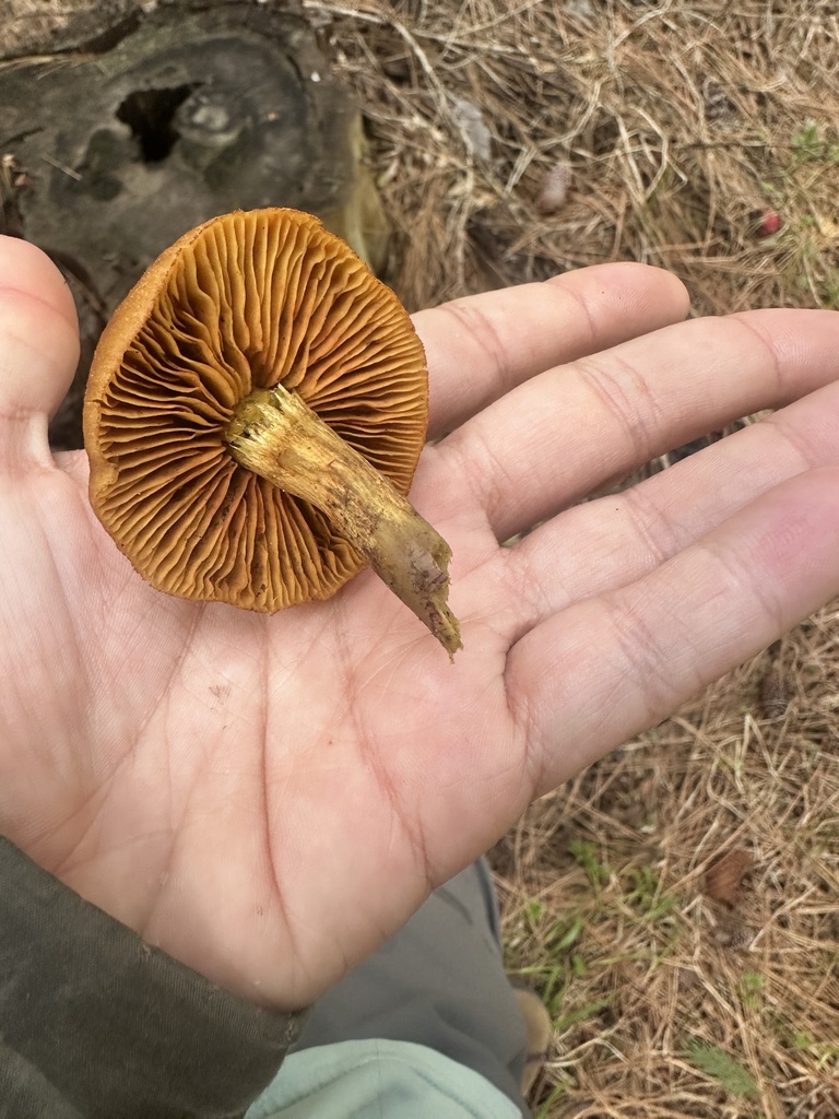 Cortinarius thiersii · April 2026 · photo: © katrinamccollough (iNaturalist, cc0)