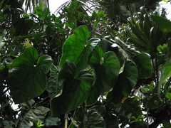 Philodendron fragrantissimum