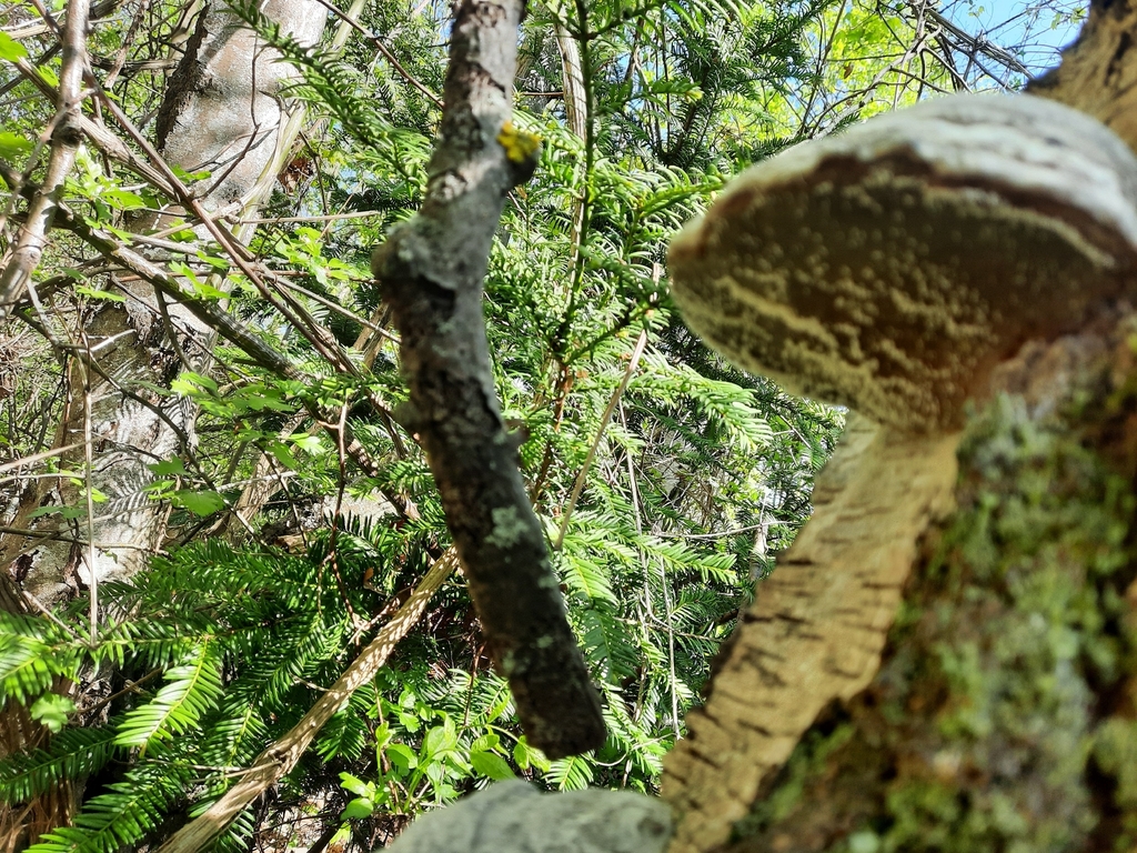 Fomes fomentarius · April 2026 · photo: © fabian_battiege (iNaturalist, cc0)