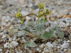 Eriogonum reniforme