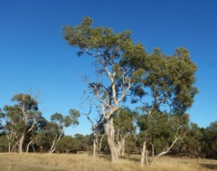 Eucalyptus fasciculosa