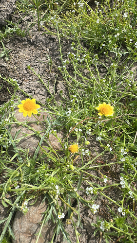 iNaturalist observation photo of Fremont's goldfields