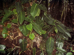 Philodendron schottii