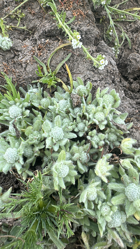 iNaturalist observation photo of low woolly marbles