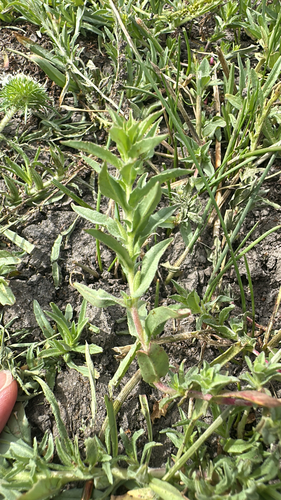 iNaturalist observation photo of denseflower willowherb