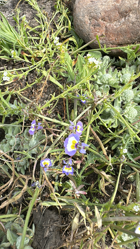 iNaturalist observation photo of Doublehorn Calicoflower