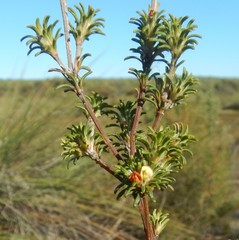 Phyllota pleurandroides