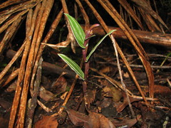 Psilochilus macrophyllus