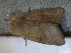 Orthosia paromoea