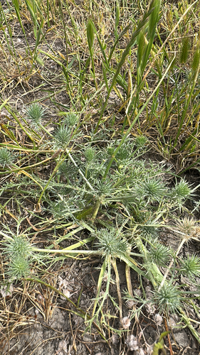 iNaturalist observation photo of Great Valley Coyote-thistle