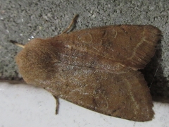 Orthosia paromoea