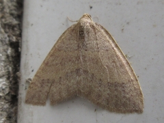 Idiotephria debilitata