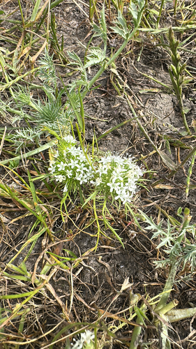 iNaturalist observation photo of whitehead navarretia
