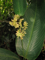 Stromanthe hjalmarssonii