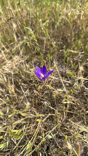 iNaturalist observation photo of harvest brodiaea